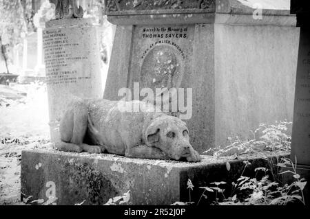 Grave of Thomas Sayers with statue of his dog 'Lion' in Highgate Cemetery West, London Stock Photo