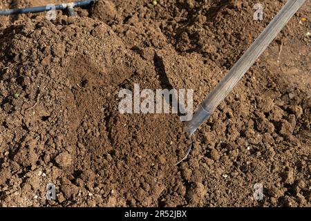 Shovel driven into the soil of an orchard with irrigation system in the background Stock Photo