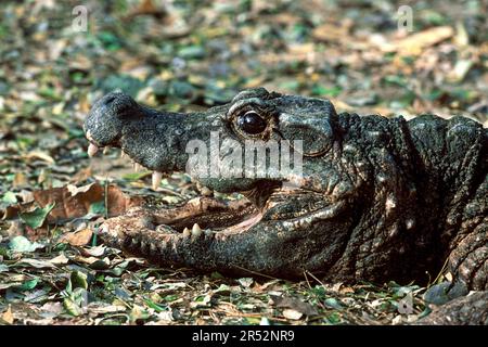 Dwarf Crocodile (Osteolaemus tetraspis) captive, The Madras Crocodile Bank Trust and Centre for Herpetology near Chennai, Tamil Nadu, South India Stock Photo