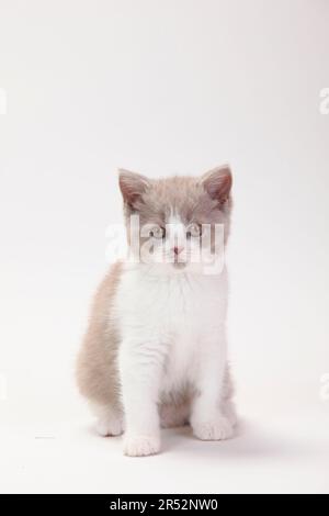 British longhair cat, fawn-white, kitten, 9 weeks, Highlander, Lowlander, Britanica, BLH Stock Photo