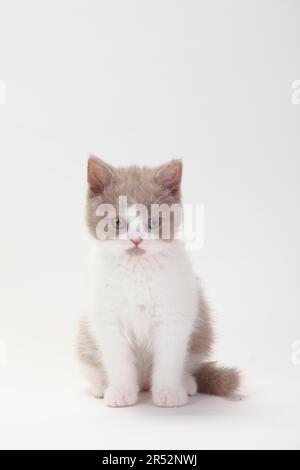 British longhair cat, fawn-white, kitten, 9 weeks, Highlander, Lowlander, Britanica, BLH Stock Photo