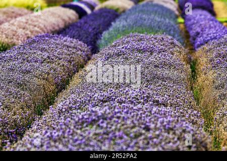Lavender flower, lavender field, different varieties on a farm, blue (Lavandula angustifolia) and white Cotswolds lavender, Snowshill Stock Photo