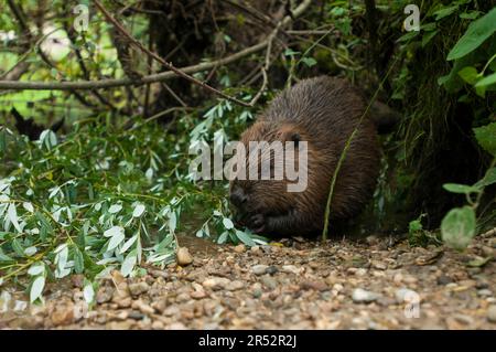 European beaver (Castor fiber), Rosenheim, Bavaria, Germany Stock Photo