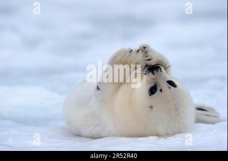 Harp Seal (Pagophilus groenlandicus) young, whitecoat, 4 to 14 days, Gulf of St Lawrence, Magdalen Islands, Quebec, Canada, arctic, pack ice Stock Photo