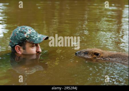 Man and European beaver (Castor fiber), Rosenheim, Bavaria, Germany Stock Photo