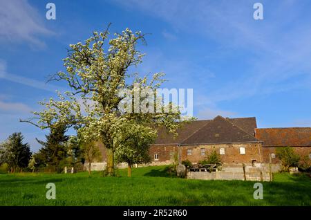 Flowering fruit tree near farm, Voerde-Loehnen, Lower Rhine, North Rhine-Westphalia, Germany Stock Photo