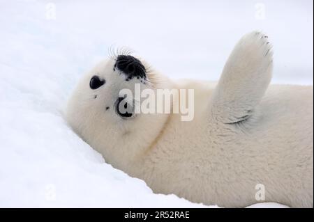 Harp Seal (Pagophilus groenlandicus) young, whitecoat, 4 to 14 days, Gulf of St Lawrence, Magdalen Islands, Quebec, Canada, arctic, pack ice Stock Photo