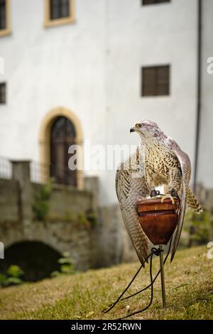 Trained tamed large captive saker falcon (falco cherrug) bird exhibited at town festivities at the castle. Fast, powerful bird for falconry hunt. Stock Photo