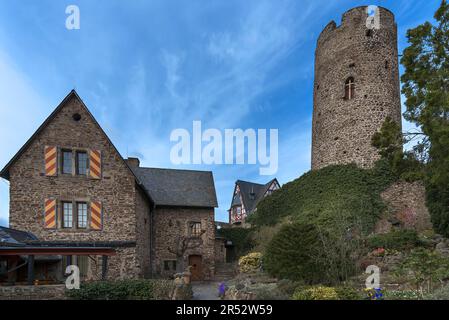 Inner courtyard with garden of the former Thurant Castle, built in 1197, today castle ruins, Alken on the Moselle, Rhineland-Palatinate, Germany Stock Photo