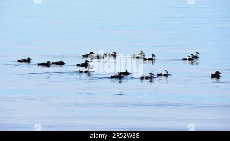 Eider duck Somateria mollissima flock swimming Stock Photo