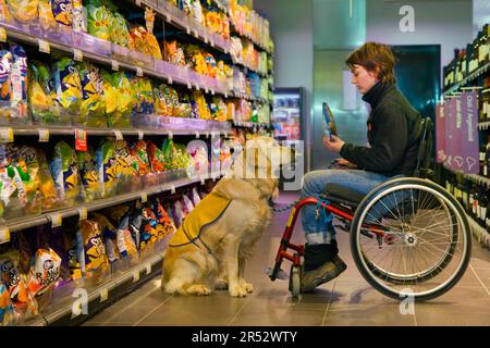 Wheelchair user and Golden Retriever, disabled companion dog, assistance dog, Belgium Stock Photo