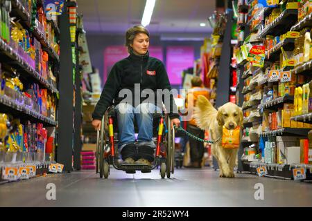 Wheelchair user and Golden Retriever, disabled companion dog, assistance dog, Belgium Stock Photo