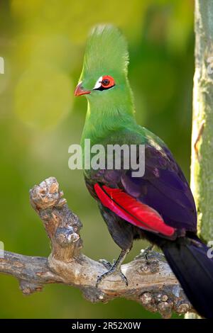 Knysna Turaco, South Africa (Tauraco corythaix), Knysna Lourie Stock Photo