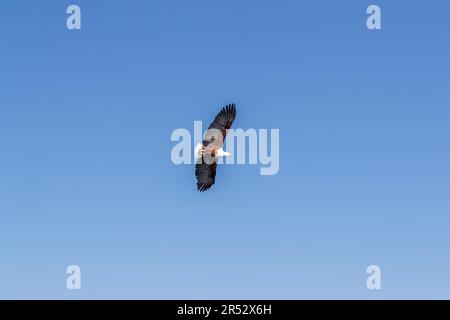 The shores of Lake Malawi near Cape Maclear in Lake Malawi National Park are home to numerous bald eagles. Bald eagle catches fish in lake Malawi. Otter Point, Malawi Stock Photo