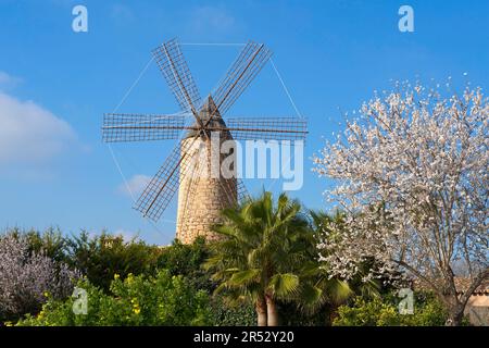 Almond trees and windmill, Santa Maria del Cami, Majorca, Balearic Islands, Spain, almond blossom, almond tree Stock Photo