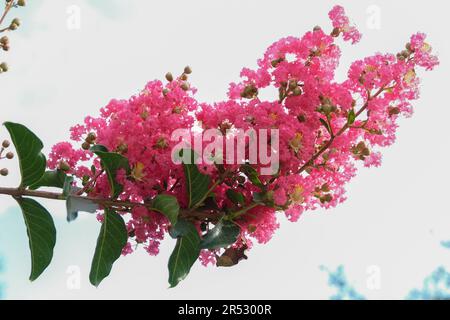 Close up pink crape myrtle flower with isolated green and blue sky background. Selective focus. Stock Photo