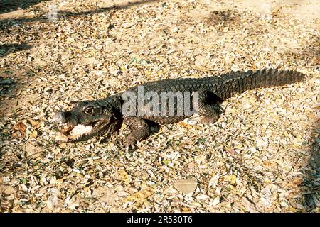 Dwarf Crocodile (Osteolaemus tetraspis) captive, The Madras Crocodile Bank Trust and Centre for Herpetology near Chennai, Tamil Nadu, South India Stock Photo