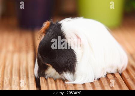 Sheltie Guinea Pig Pig, Tortoiseshell with White, Peruvian Silky Animal Stock Photo