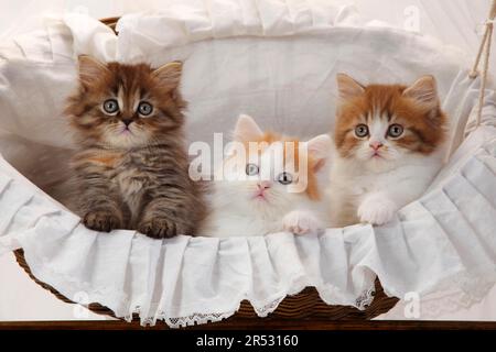 British longhair cat, kitten, 8 weeks, Highlander, Lowlander, Britanica, BLH Stock Photo