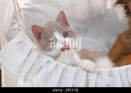 British longhair cat, fawn-white, kitten, 9 weeks, Highlander, Lowlander, Britanica, BLH, tongue Stock Photo