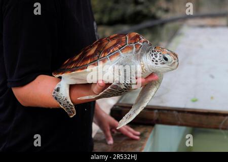 Green turtle (Chelonia mydas), Zanzibar, Green turtle, Green turtle, Tanzania Stock Photo