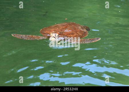 Green turtle (Chelonia mydas), Zanzibar, Green turtle, Green turtle, Tanzania Stock Photo