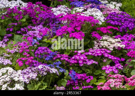 Various coloured cineraria plants Stock Photo