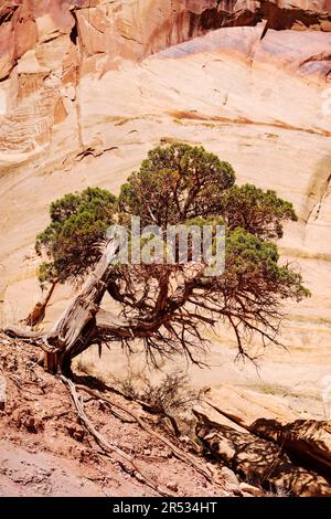 Lone gnarled Juniper Tree; Capital Gorge Trail; Capital Reef National Park; Utah; USA Stock Photo