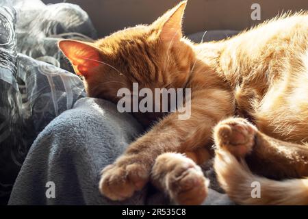 Cute ginger cat sleeping on a blanket in sunlight close up Stock Photo