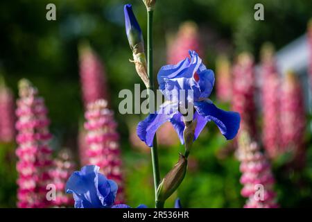 Iris Germanica in Cloister garden Stock Photo