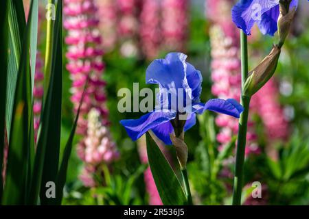 Iris Germanica in Cloister garden Stock Photo