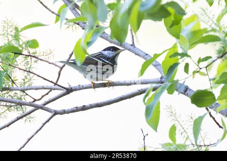 blackpoll warbler (Setophaga striata) in spring Stock Photo