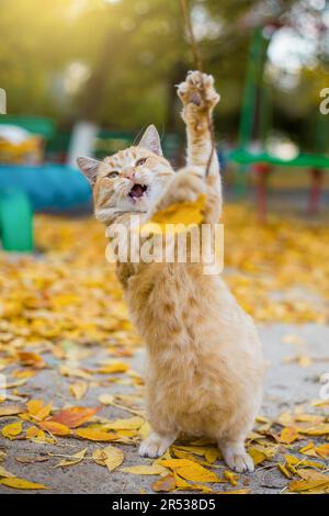 Ginger cat in jumping on autumn leaves or dancing cat Stock Photo