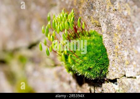 Capillary Thread-moss (bryum capillare), close up of a tuft of the common moss growing on an old wall complete with distinctive drooping capsules. Stock Photo