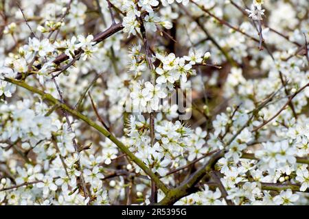 Cherry-Plum or Myrobalan (prunus cerasifera), close up showing the white flowers or blossom of the shrub emerging along the length of its branches. Stock Photo