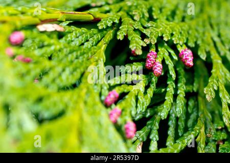 Lawson's Cypress (chamaecyparis lawsoniana or cupressus lawsoniana), close up of the small pink male cones of the introduced tree. Stock Photo