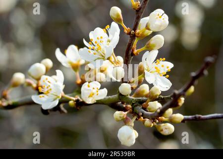 Sloe or Blackthorn (prunus spinosa), close up showing the white flowers or blossom of the shrub emerging on the branches before the leaves. Stock Photo