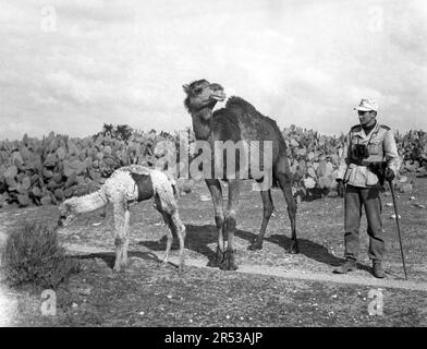 Schwere Feldhaubitze sFH 18 15 cm Wehrmacht Heer 3. Reich - Heavy Field Howitzer Model 18 15cm / 150mm German Army / Nazi Germany Stock Photo