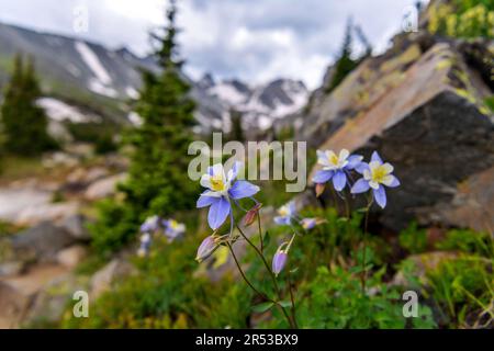 Colorado Blue Columbine - A bunch of wild Colorado Blue Columbine blooming at side of Isabelle Glacier Trail in Indian Peaks Wilderness, Colorado, USA Stock Photo