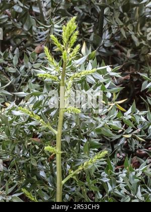 Natural close up medicinal plant portrait of Ruscus Aculeatus (Frason Petit-Houx), butcher’s-broom. Stock Photo