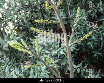 Natural close up medicinal plant portrait of Ruscus Aculeatus (Frason Petit-Houx), butcher’s-broom. Stock Photo