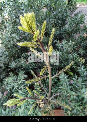 Natural close up medicinal plant portrait of Ruscus Aculeatus (Frason Petit-Houx), butcher’s-broom. Stock Photo