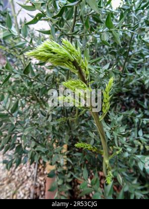 Natural close up medicinal plant portrait of Ruscus Aculeatus (Frason Petit-Houx), butcher’s-broom. Stock Photo