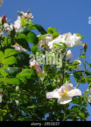 Radient Rosa New Dawn. natural close up flowering plant portrait in crisp spring sunshine, blue sky Stock Photo