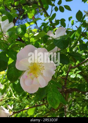 Radient Rosa New Dawn. natural close up flowering plant portrait in crisp spring sunshine, blue sky Stock Photo