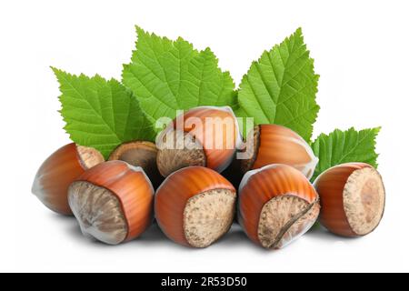 Hazelnuts-filberts in shell with leaves isolated on white background Stock Photo