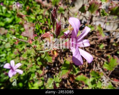 Natural close up flowering plant portrait of Pelargonium ‘Citriodorum’, citron-scented geranium, in spring sunshine Stock Photo