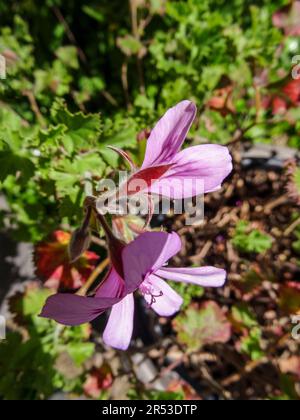 Natural close up flowering plant portrait of Pelargonium ‘Citriodorum’, citron-scented geranium, in spring sunshine Stock Photo