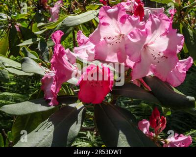 Delightful Rhododendron Lems Monarch in late spring sunshine. Natural close up flowering plant portrait Stock Photo