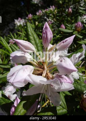 Charming close up natural flowering plant portrait of Rhododendron Annae Frenchet, in late spring sunshine Stock Photo